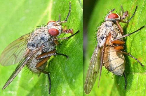 Helina impuncta